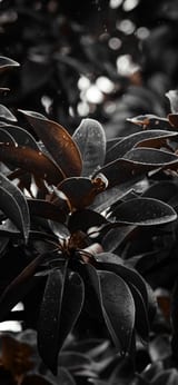 _S0A9059